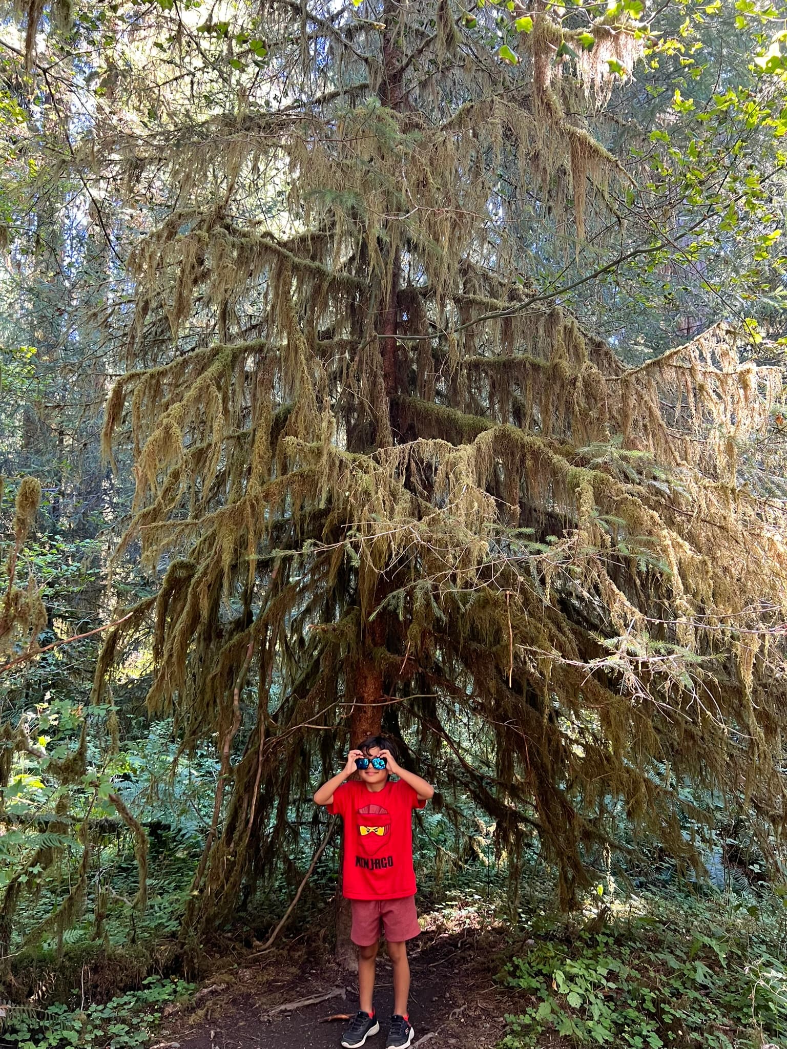 Hoh Rain Forest Hall of Mosses