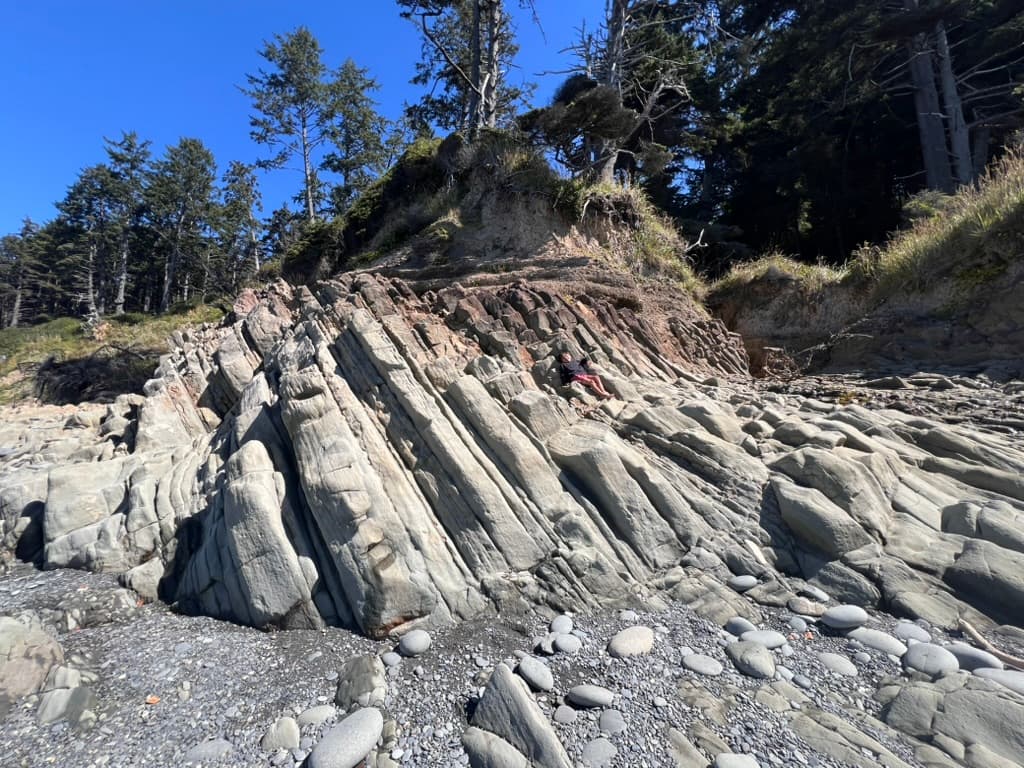 Kalaloch Beach Tree of Life